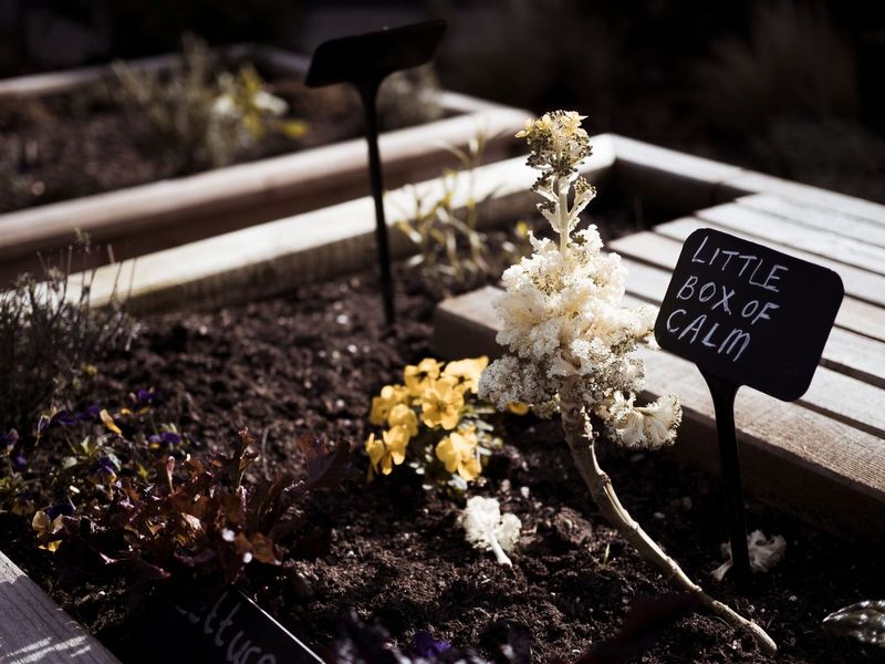 Shrinking the vegetable garden to two raised beds